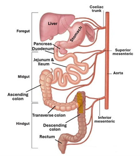 Fig. 10.16. The illustration shows parts of the alimentary tract derived from the hind gut shown in a slightly darker brown colour; they include part transverse colon, the descending colon, the sigmoid flexure, and the rectum. The illustration also shows that those visceral organs derived from the foregut are supplied by the coeliac trunk, and those derived from the midgut are supplied by superior mesenteric artery, whereas those derived from the hind gut are supplied by the inferior mesenteric artery.