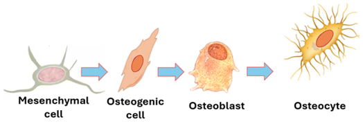 Fig. K3. The illustration shows development of mesenchymal cells into osteogenic cells into osteoblasts into osteocytes. Each has its characteristic morphological features.