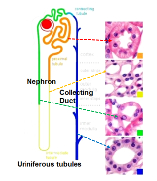 Fig. R2. The illustration show the main components of the uriniferous tubule. The H&E-stained sections on the right show that all parts of the uriniferous tubule are made of simple epithelium, but of different heights; (no stratified epithelia).