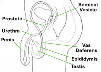 Fig. T1. The illustration shows the components of the male genital system.