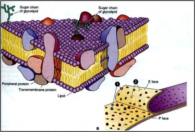 Fig. C18. A 3D illustration showing the lipid bilayer and transmembranous proteins