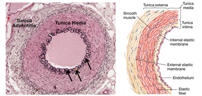 Fig. N19. The histological section on the left is of a muscular artery stained specially for elastic fibers. The internal elastic lamina is clearly demonstrated (arrows). The tunica media is the largest tunic and is mostly made of smooth muscle fibers. The illustration on the right shows clearly components of the wall of muscular arteries.