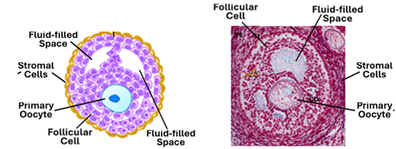 Fig. 2.4. An illustration (left) and an H&E-stained section (right) show the histological features of tertiary follicles. The follicle consists of a large primary oocyte and numerous follicular cells arranged in many layers. Several fluid-filled spaces and a prominent investment of stromal cells are characteristic features of the tertiary follicle.