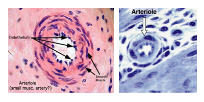 Fig. N21. Histological sections of two arterioles one stained by H&E (left) and the other is stained by toluidine blue (right). The one on the left is large, larger with tunica media comprising 3 layers of smooth muscle; whereas the one on the right has only one layer of smooth muscle cells in its tunica media.