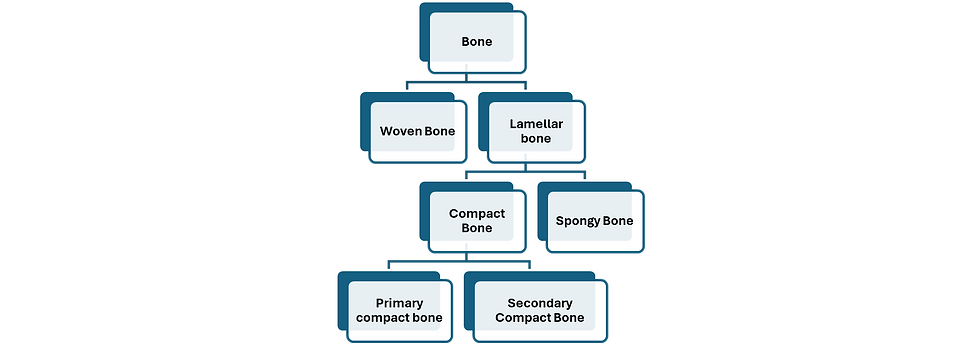 Fig. K7. The illustration shows the classification of bone (osseous) tissue.