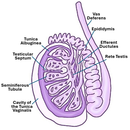 Fig. T2. The illustration shows the general structure of the testis and associated structures.