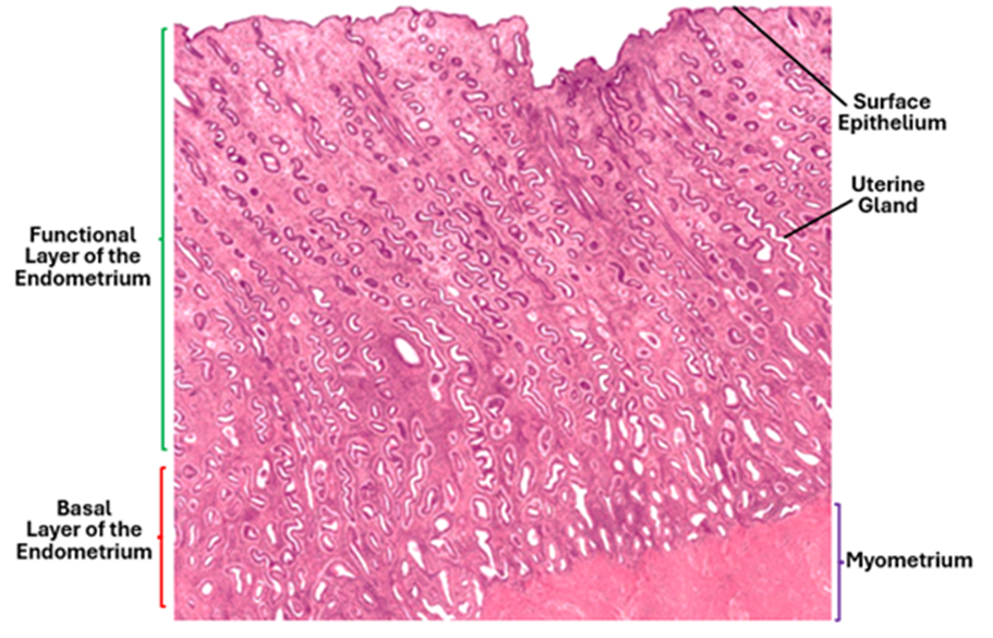 Fig. 2.9. An H&E-stained histological section of the uterus showing the functional and the basal layers of the endometrium. The uterine glands are numerous and tortuous.