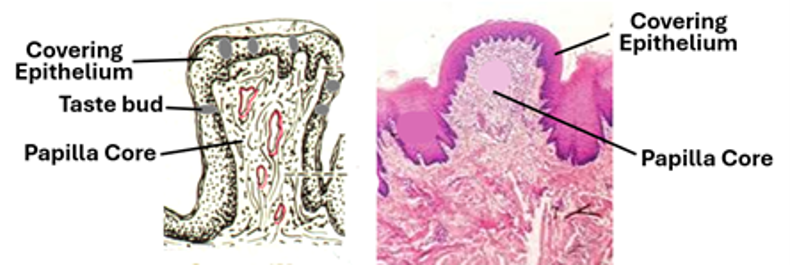 Fig. P8. The illustration (left) and the H&E-stained section (right) show the general histological features of fungiform papillae.