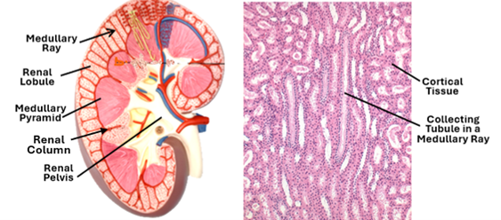 Fig. R5. The illustration shows lobulation of the kidney into medullary pyramids and renal lobules. The H&E-stained section of the renal cortex shows a medullary ray traversing the cortical tissue.