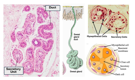 Fig. O17. The H&E-stained histological section (left) and the illustration (middle) show the sweat gland as a simple tubular coiled gland. The epithelium of the duct is a two-layered stratified cuboidal epithelium. The histological section (above left) and the illustration (below left) show the myoepithelial cells and the two types of secretory cells.