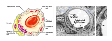 Fig. N29. Electron micrographs and an illustration showing features of fenestrated capillaries. The fenestrae are pointed to by arrows in the electron micrographs.