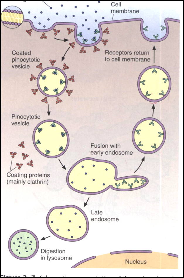 Fig. C19. Illustration of the role of the cell membrane in endocytosis and exocytosis