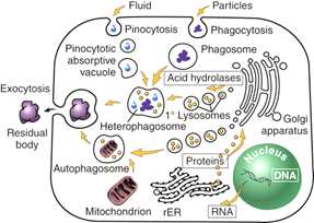 Fig. C6. Illustration showing the origin and fate of lysosomes. Lysosomal hydrolytic enzyme genes in the nucleus are transcribed forming mRNA, which passes into the cytoplasm for rER to synthesize the coded lysosomal enzymes. The enzymes (proteins) are taken by transfer vesicles to the Golgi. There they are packed to form primary lysosomes, which fuse with phagocytosed particulate matter forming heterophagosomes, or with worn out organelles forming autophagosome. Lysosomal enzymes digest organic matter in both types of phagosomes yielding residual bodies which exocytosed. Fluids containing particulate matter can be pinocytosed and similarly form heterophagosomes and residual bodies.