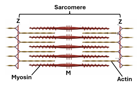 Fig.F8. An Illustration showing a sarcomere spanning between two Z-lines (Z). Within the sarcomere, actin filaments and myosin filaments are very orderly arranged. During muscle contraction myosin filaments pull actin filaments towards the M-line (M), thus bringing the two Z-lines closer to each other and shortening the sarcomere. This action also causes narrowing of the H-band which is that part of the sarcomere containing myosin filaments only (devoid of actin filaments). The H-band is bisected by the M-line. The A-band remains unchanged.