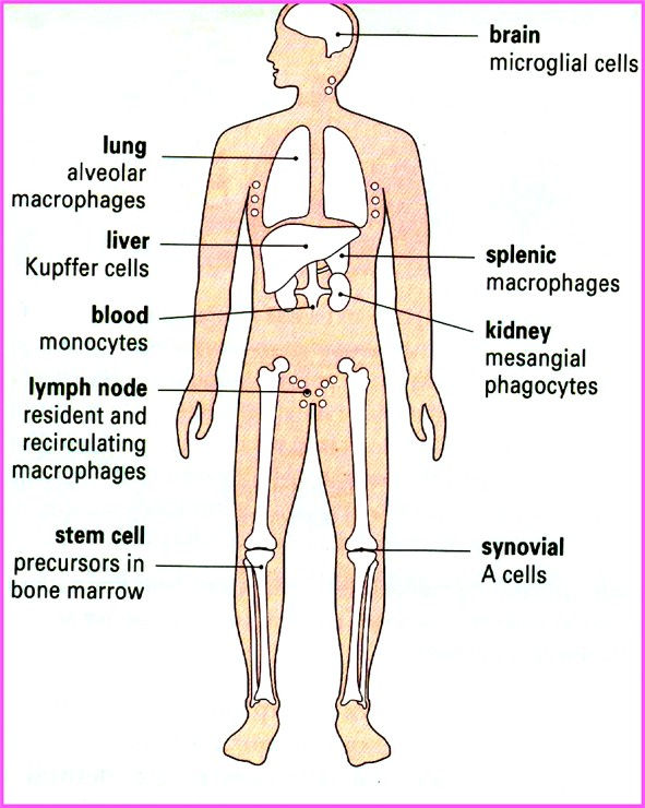 Fig. M15. The illustration shows cells of the mononuclear phagocyte stem and their locations in the body.