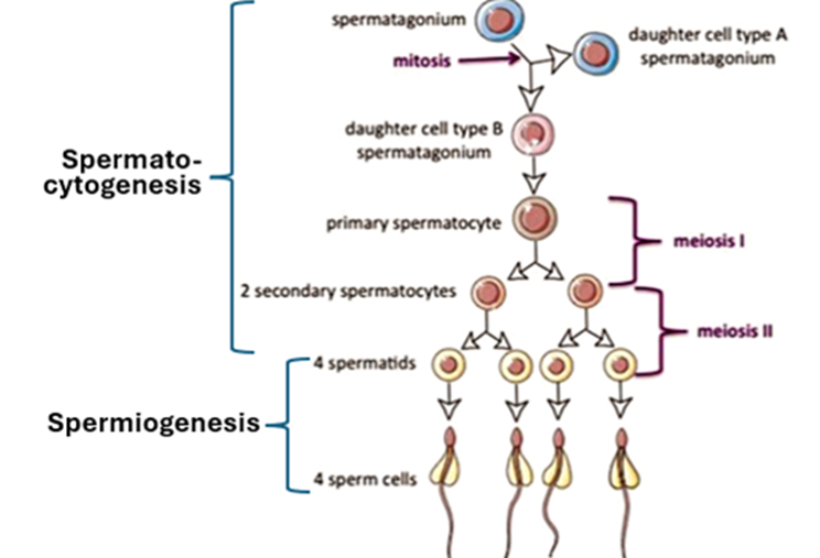 Fig. T7. The illustration shows how spermatogonium spermatozoa via spermatocytogenesis and spermiogenesis.