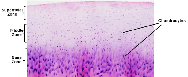 Fig. K23. H&E-stained histological section of the articular cartilage showing the superficial, middle and deep zone of the cartilage. It is hyaline cartilage. The matrix is amorphous in all three regions but stains denser in the deep zone which contains more proteoglycans. Note absence of the perichondrium.