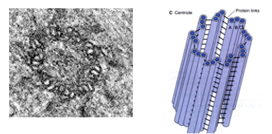 Fig. C13. Electron micrograph (on the left) showing a cross of a centriole characterized by the nine triplets (27 microtubules).The illustration on the right shows the 3D appearance of the centriole and its triplets.