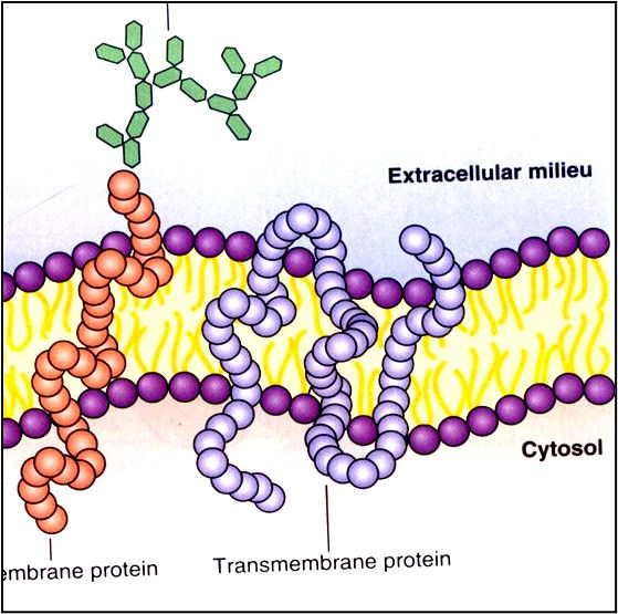 Fig. C17. Illustration showing the lipid bilayer and transmembranous proteins.