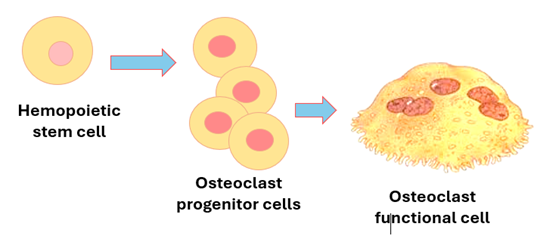 Fig. K6. An illustration showing the process of osteoclast development from hemopoietic stem cells to osteoclast progenitor (precursor) cells to osteoclasts.