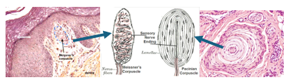 Fig. V21. Illustrations and H&E-stained sections showing the structural features of Meissner’s corpuscle (left) and Pacinian corpuscle (right).