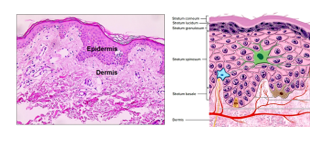 Fig, O3. H&E-stained histological sections showing the general features of the epidermis and its relation to the dermis.