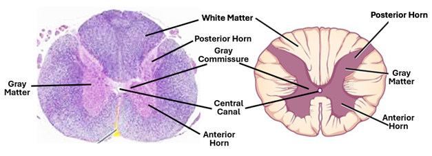 Fig. V9. H&E-stained histological section and an illustration showing the main features of the spinal cord as seen in cross sections.