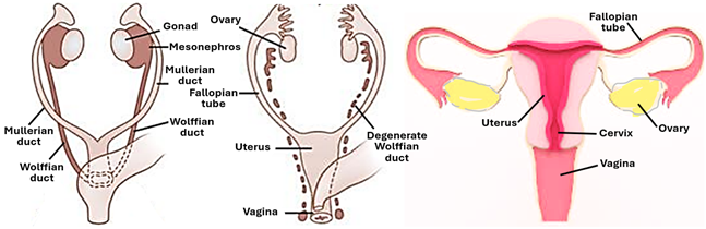 Fig. 14.20. The illustration on the left shows a pair of Mullerian ducts, a pair of Wolffian ducts, and a pair of indifferent gonads. The illustration in the middle shows that the Wolffian duct has degenerated, the Mullerian duct has developed into the fallopian tubes, uterus and part of the vagina, whereas the indifferent gonad has differentiated into an ovary. The illustration on the right shows the appearance of the adult female internal genital organs.