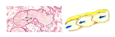 Fig. N36. An H&E-stained section and an illustration showing the histological features of lymphatic vessels and their valves. Arrows indicate the direction of lymph flow.