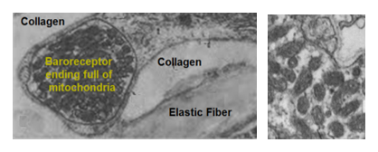Fig. N25. Two electron micrographs showing carotid baroreceptor endings full of mitochondria. The one on left shows association of the endings with collagen fibers.