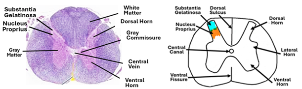Fig. V11. H&E0stained section and the illustration show features of the spinal cord.