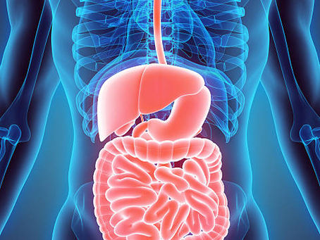 Digestive System