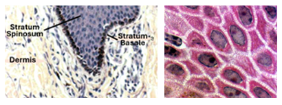 Fig. O5. The histological section on the left is from the lower and middle parts of the epidermis showing both the stratum basale and the stratum spinosum. The histological section on the right is from the stratum spinosum showing clear intercellular spaces spanned by intercellular bridges.
