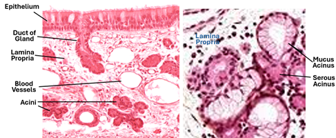 Fig. Q8. H&E-stained sections of the nasal respiratory mucosa. The micrograph on the left shows nasal glands in the lamina propria; the one on the right shows that the glands are mixed seromucous glands.