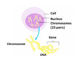 Fig. B4. Showing interrelations between the nucleus, chromosomes, DNA and genes.