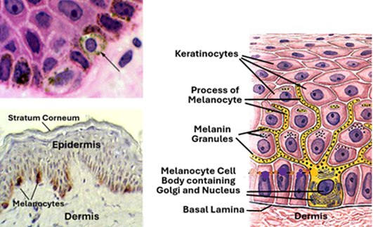 Fig. O9. The histological sections on the left show melanocytes in the basal layer of the epidermis. In the H&E-stained section (above), the melanocytes show a pale cytoplasm whereas immunohistochemistry (below) shows them as dark brown cells. The illustration of the right shows melanocyte processes climbing in between keratinocytes of the stratum spinosum passing melanin granules to them.