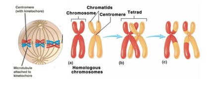 Fig. T9. The illustrations show tetrad (a) and chiasma formation (b) in the prophase of the first meiotic division and crossing over (c) which takes place during anaphase; this means that the homologous chromosomes (one red and the other yellow) exchange segments of the arms (each chromosome is red in parts and yellow in others).