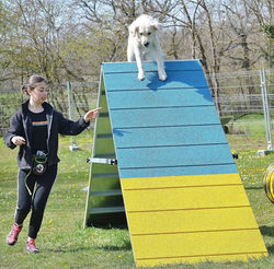 57012579_376225066561527_321765440426187