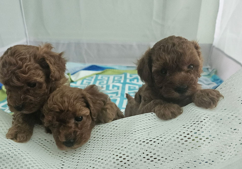 1674015599014238554_edited