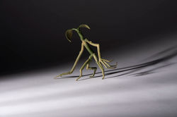 Bowtruckle 2