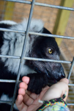 Lemur