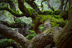 Angel Oak