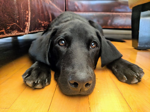 Cute Dog