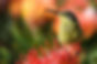 Malachite sunbird