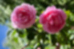 Bourbon rose - Strongly scented spring flowers