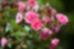 Grotendorst - Large schrub, show of colour in spring