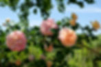 Archimedes - Strong climber - flowers all year