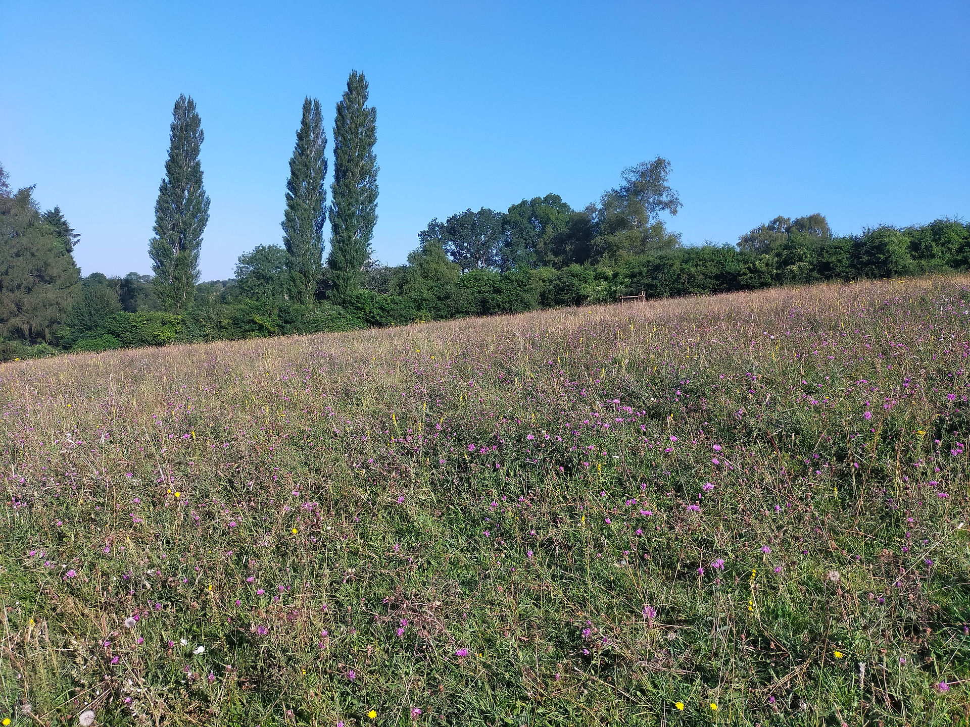 Pensile Road, Minchinhampton Common, Cotswold Countryside