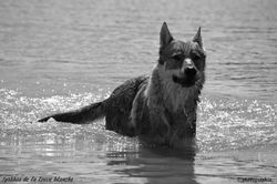 Chien Loup Tchèque
