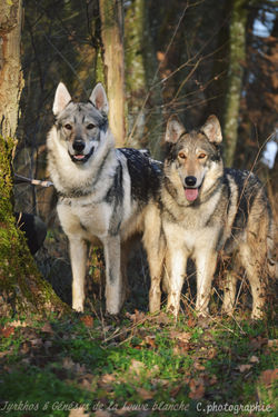 Chiens Loups Tchèques